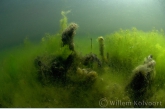 Draadalgenlandschap in het Wisselse Veen