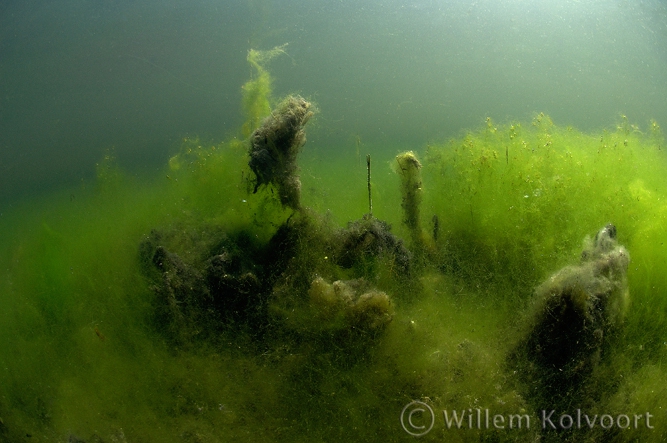 Draadalgenlandschap in het Wisselse Veen