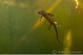 Kleine watersalamander (Triturus vulgaris).