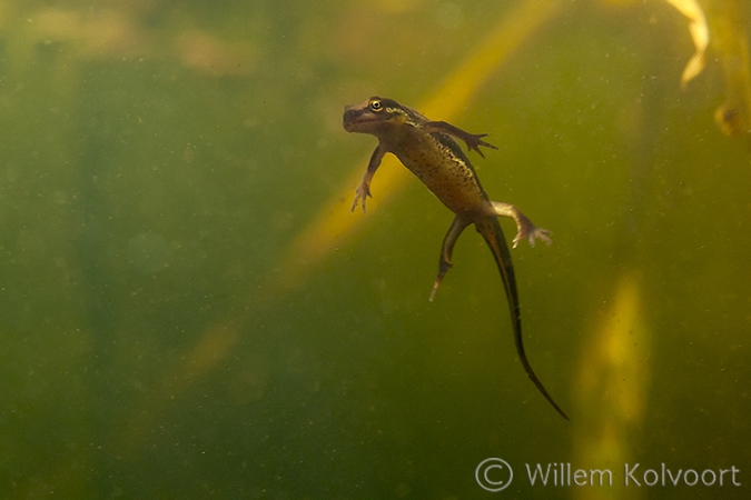 Kleine watersalamander (Triturus vulgaris).