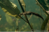 Kleine watersalamander (Triturus vulgaris).