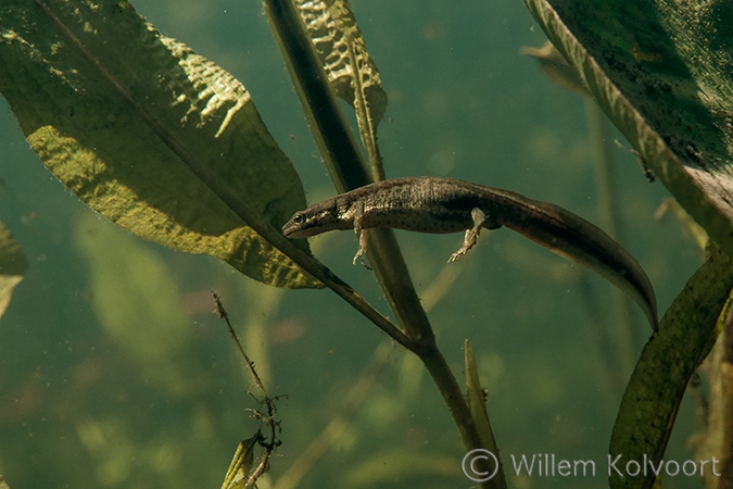 Kleine watersalamander (Triturus vulgaris).