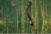Kleine watersalamander (Triturus vulgaris).