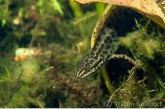 Kleine watersalamander (Triturus vulgaris).