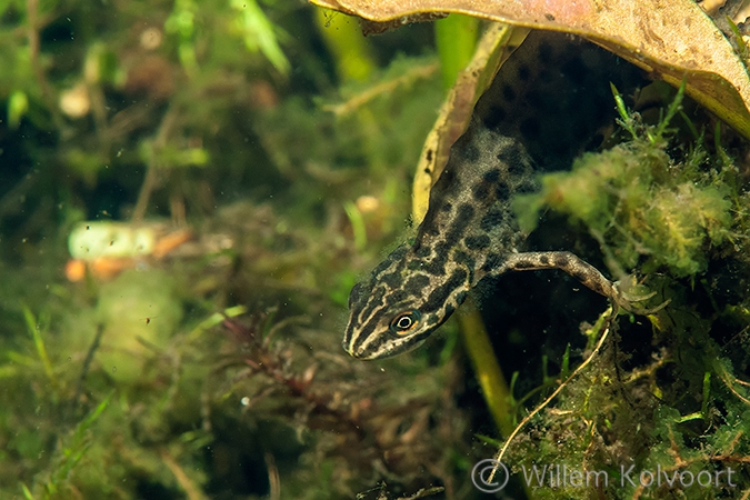 Kleine watersalamander (Triturus vulgaris).