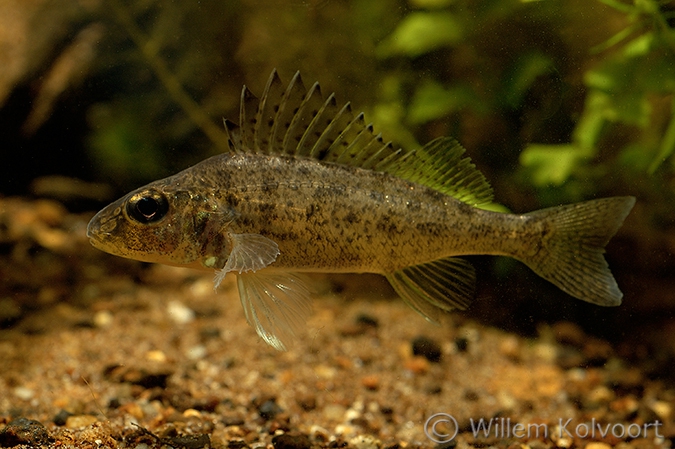 Pos (Gymnocephalus cernua).