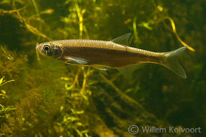Alver (Alburnus alburnus).