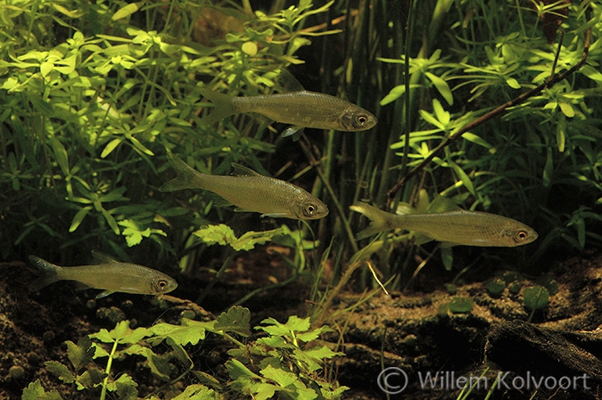 Blankvoorns (Rutilus rutilus).