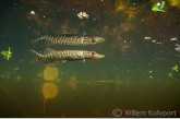 Snoekje (Esox lucius) in de bosvijver.