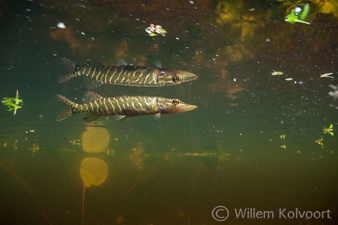 Snoekje (Esox lucius) in de bosvijver.