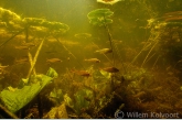 Jonge baarsjes (Perca fluviatilis) in de Weerribben.