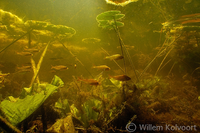 Jonge baarsjes (Perca fluviatilis) in de Weerribben.