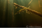 Jong snoekje (Esox lucius) in de Wieden