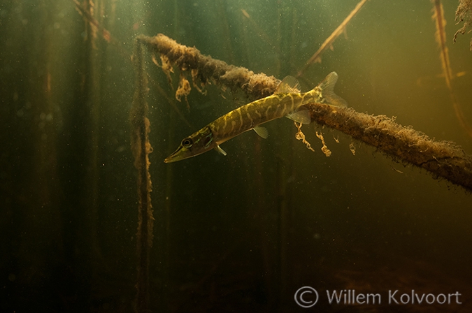 Jong snoekje (Esox lucius) in de Wieden