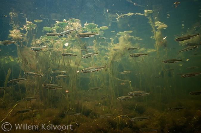 Vetjes (Leucaspiusdelineatus).