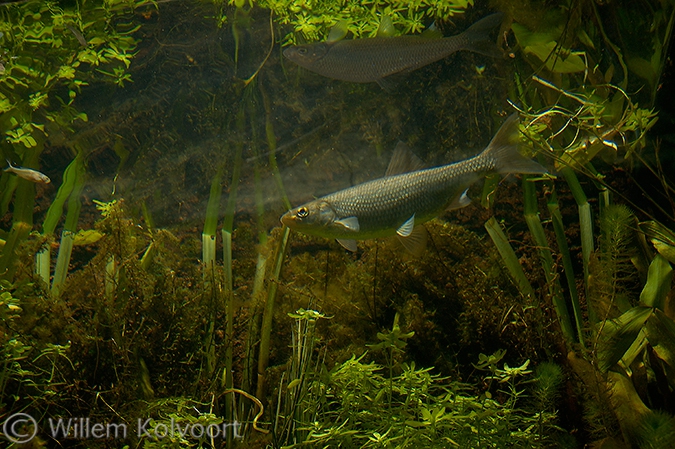 Serpeling (Leuciscus leuciscus).