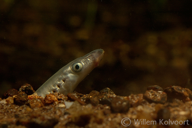 Rivierprik (Lampetra fluviatilis).