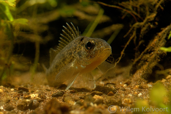 Pos (Gymnocephalus cernua).