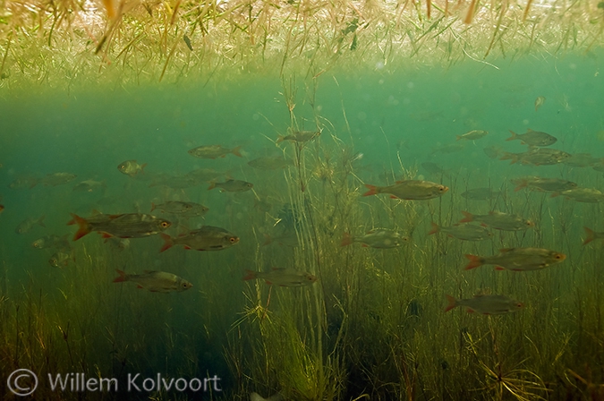 Rietvoorns.(Scardinius erythrophthalmus). 