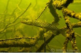 Snoekje ( Esox lucius) tussen de boomtakken.