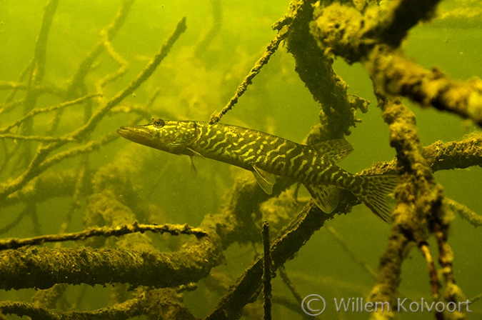 Snoekje ( Esox lucius) tussen de boomtakken.