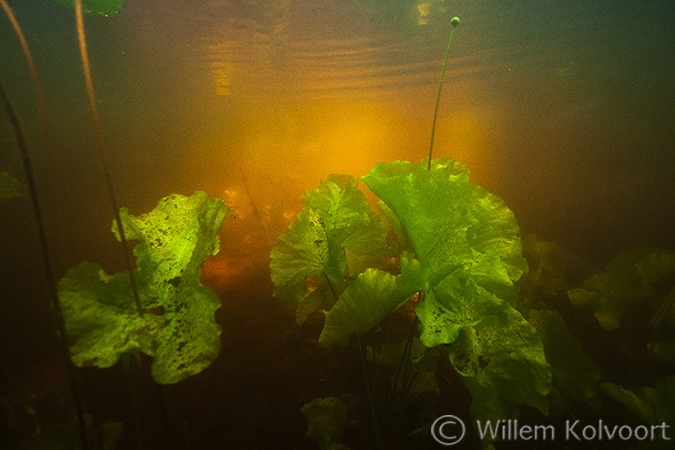 Gele Plomp (Nuphar lutea) in de bosvijver.