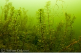 Aarvederkruid (Myriophyllum spicatum) met raderdiertjes.