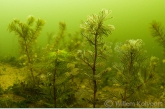 Aarvederkruid (Myriophyllum spicatum) met raderdiertjes.