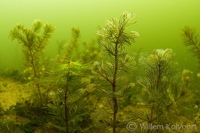 Aarvederkruid (Myriophyllum spicatum) met raderdiertjes.