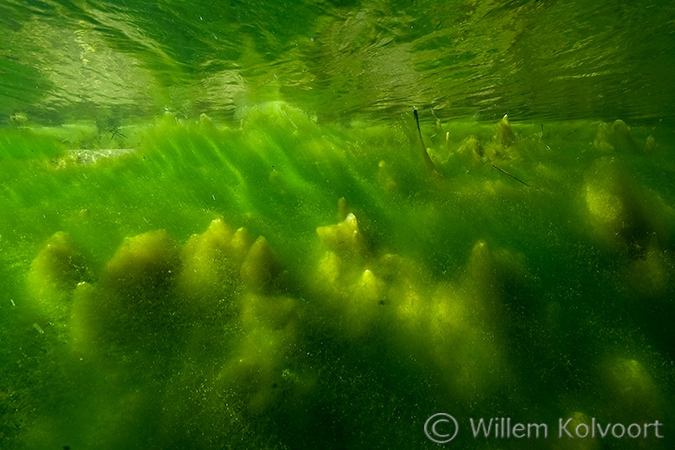 Draadalgen in de waterleidingduinen. 