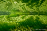 Draadalgen in de waterleidingduinen. 