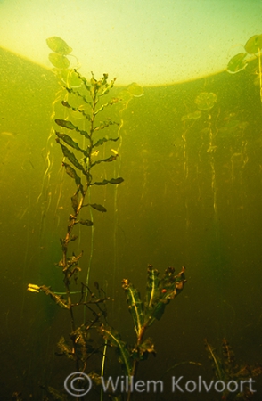 Gekroesd fonteinkruid (Potamogeton crispus).