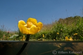 Gele plomp (Nuphar lutea) in het Gasterensche diep.