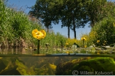 Gele Plomp (Nuphar lutea) in het Gasterensche Diep.