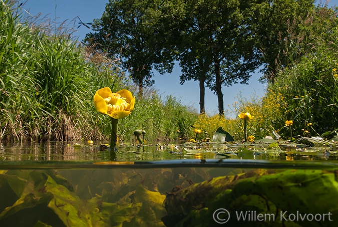 Gele Plomp (Nuphar lutea) in het Gasterensche Diep.