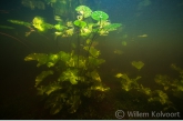 Gele Plomp (Nuphar lutea) in de bosvijver.