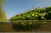 Groot hoefblad (Petasites hybridus) in een beek.