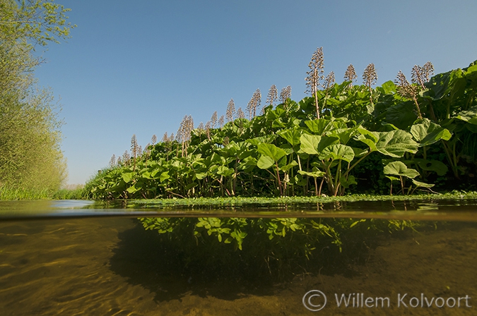 Groot hoefblad (Petasites hybridus) in een beek.