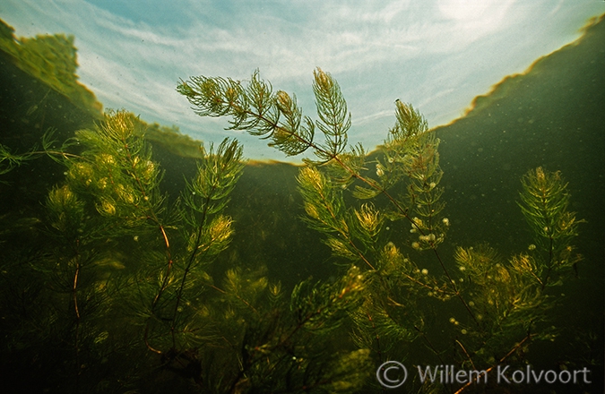 Gedoornd hoornblad (Ceratophyllum demersum).