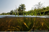 Krabbescheer (Stratiotes aloides) in een petgat in de Wieden.