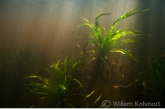 Krabbanscheer (Stratiotes aloides) in een petgat in de Wieden.