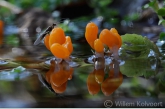 Mijtertjes (Mitrula paludosa) in de bosbeek.