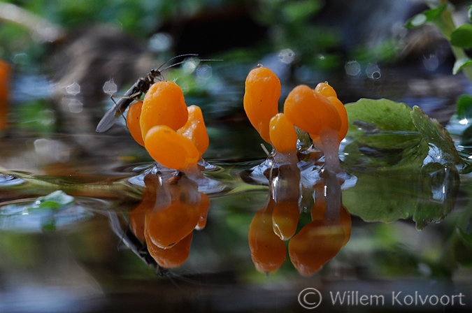 Mijtertjes (Mitrula paludosa) in de bosbeek.