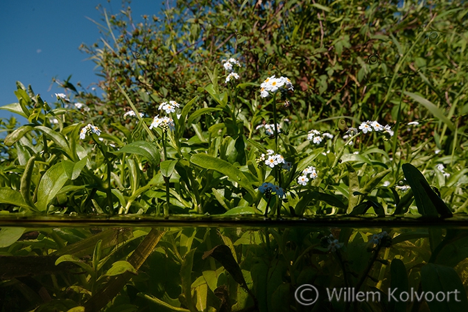 Moerasvergeet-mij-nietjes (Myosotis scorpiodes).