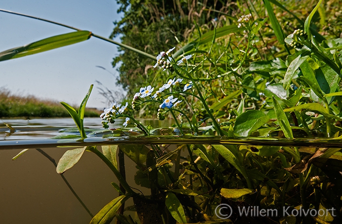 Moerasvergeet-mij-nietjes (Myosotis scorpiodes).