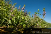 Moerasandoorn ( Stachys palustris) in de Vecht.