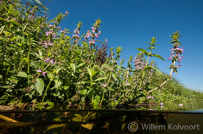 Moerasandoorn ( Stachys palustris) in de Vecht.