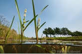 Pijlkruid (Sagittaria sagittifolia) in de Kattenmade, Drenthe.