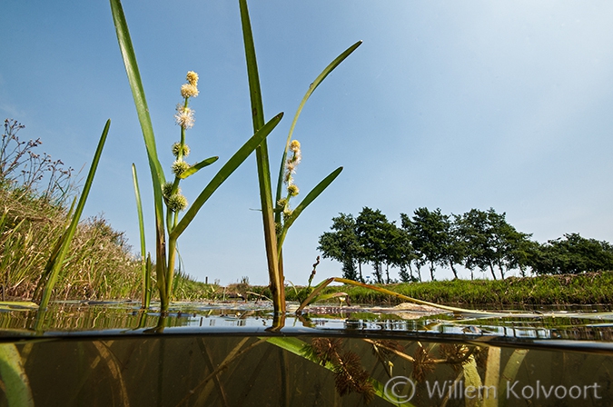 Pijlkruid (Sagittaria sagittifolia) in de Kattenmade, Drenthe.