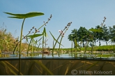 Pijlktruid (Sagittaria sagittifolia) in de Kattenmade.